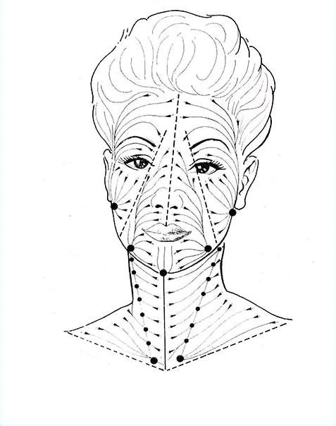 Diagram of facial lymphatic drainage pathways, frontal view