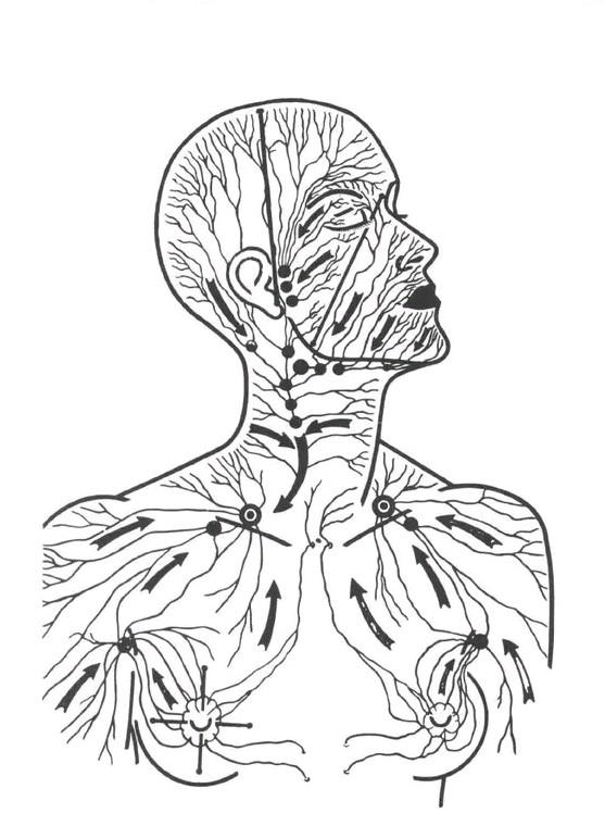 Diagram of lymph drainage pathways from the head, neck, and breast, divided into four quadrants